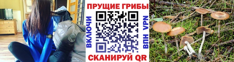 Псилоцибиновые грибы Psilocybe  Завитинск 